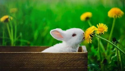 武义县2026年最新杭州高端商务伴游招聘网渠道分享(最方便真实的武义县茉莉伴游伴游天下全国联盟方法)