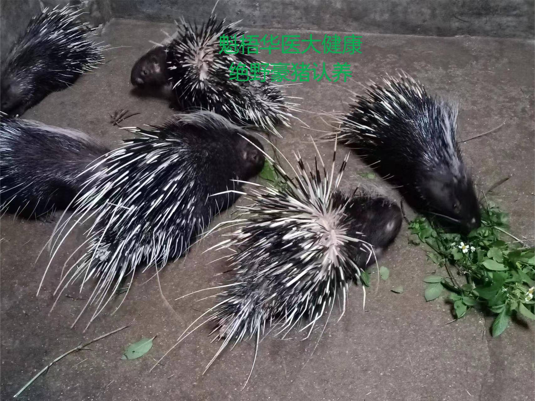 最新豪猪回收商家方法分析(最方便真实的武义县豪猪卖去什么地方方法)